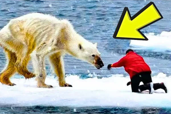 He Helped A Dying Polar Bear—The Ending Is Unbelievable!