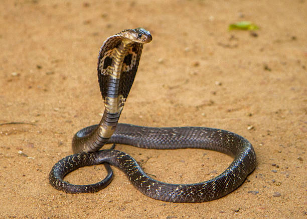 10 snakes you should never underestimate