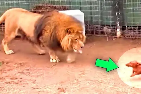 Tiny Dog Thrown Into A Lion’s Cage, Then The Lion Smells Him