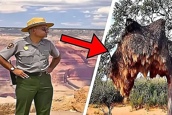Park Ranger Turns Pale Seeing This Nest – He Evacuates The Area