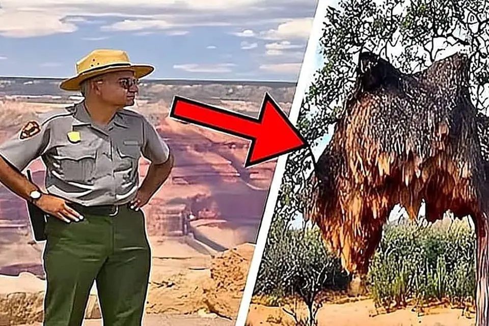 Park Ranger Turns Pale Seeing This Nest – He Evacuates The Area