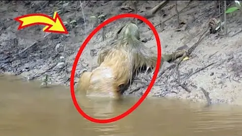 Strange Beast Emerges From Water—Ranger Calls Police