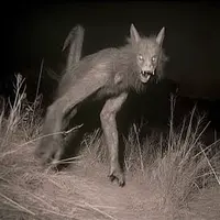 A Trail Camera Captures What No One Should See