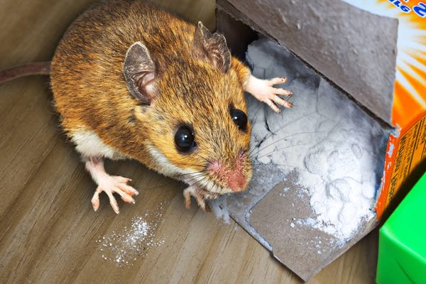 Get Rid of Mice and Rats